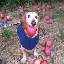 dog with apple in mouth (APPLE) logo