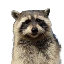 First Convicted Raccon Fred (FRED) logo