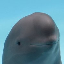 smiling dolphin (MIHARU) logo